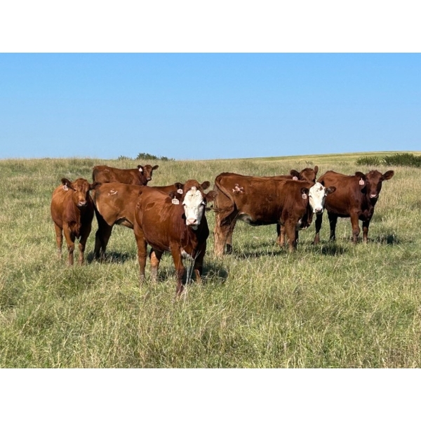 Pleasant View Farms - 910# September Delivery Grass Heifers - 100 Head (Irma, AB)
