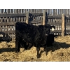 Image 13 : Rock Creek Cattle Co. Ltd. - 560# December Delivery Weaned Steers - 72 Head (Nanton, AB) VBP+