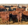 Image 2 : Nathan Allers - 800# March Delivery Heifers - 230 Head (Daysland, AB)