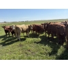 Image 6 : Dan Glover - 975# September Delivery Grass Heifers - 44 Head (Irricana, AB) VBP+