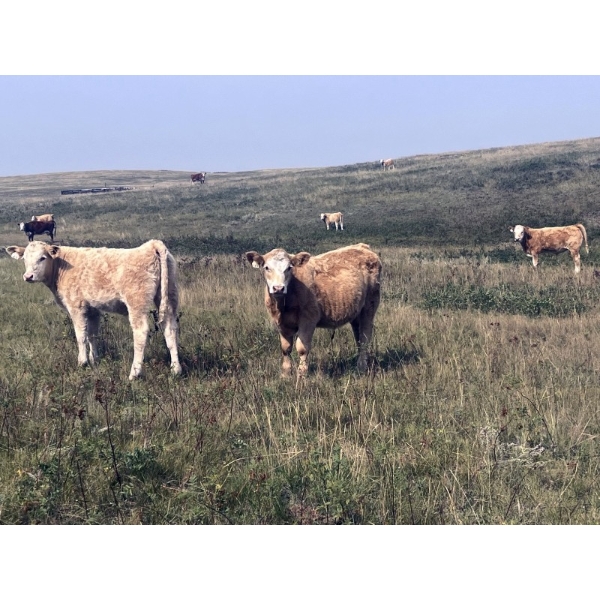 Rude Land & Cattle and Family - 525# October Delivery Steer Calves - 40 Head (Sedalia, AB)