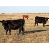 Image 2 : A&S Farms - 20 Black April/May 2nd Calf Cows (Picture Butte, AB)