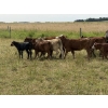Image 7 : Malarky Farms - 20 Red/Red X Cow/Calf Pairs (Newdale, MB)