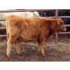 Image 8 : Thackeray Land & Cattle Inc. - 590# November Delivery Steer Calves - 55 Head (Goodwater, SK)