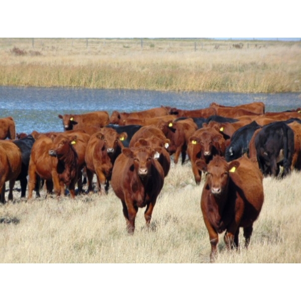 Scott & Gail Sapergia - 20 Red March/April Calving Bred Heifers (Hays, AB)