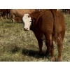 Image 6 : Sande Cattle Company - 740# October Delivery Steer Calves - 85 Head (Sundre, AB)