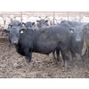Image 8 : Cluny Colony - 790# November Weaned Steers - 51 Head (Cluny, AB)
