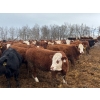 Image 5 : Terry Hines Livestock - 23 December Delivery Simmental/Simmental X Bred Heifers (Marwayne, AB)