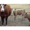 Image 4 : Wolfer Ranching/Wolfer Cattle Co. - 600# October Delivery Steer Calves - 60 Head (Tilley, AB)