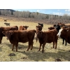 Image 2 : Red Deer River Ranches - 575# November Delivery Heifer Calves - 50 Head (Sundre, AB)