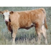 Image 5 : Stadnicki Cattle - 585# October Delivery Heifer Calves - 90 Head (Jenner, AB)