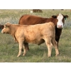 Image 9 : Holst Farms Ltd. - 570# October Delivery Heifer Calves - 30 Head (Hays, AB)