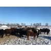 Image 5 : Bar 7 Ranch - 750# April Weaned Heifers - 80 Head (MacGregor, MB)
