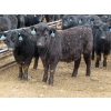 Image 12 : D & N Livestock - 740# March/April Delivery Steers - 160 Head (Peebles, SK) VBP+