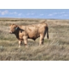 Image 2 : Ron Schmidt - 720# November Delivery Steer Calves - 85 Head (Rainier, AB)