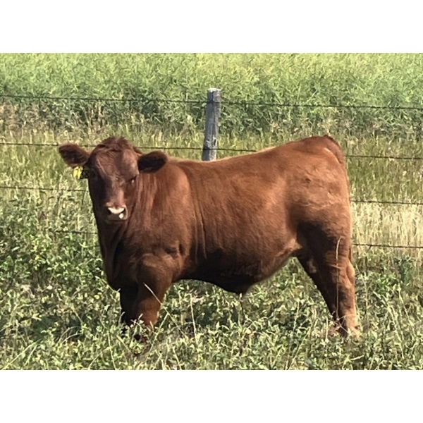MacMillan Farming Co. - 630# September Delivery Steer Calves - 96 Head (Cayley, AB) VBP+