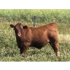 Image 1 : MacMillan Farming Co. - 630# September Delivery Steer Calves - 96 Head (Cayley, AB) VBP+