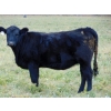 Image 5 : North Butte Land & Cattle - 18 Black/BBF April/May Calving Bred Heifers (Millicent, AB)