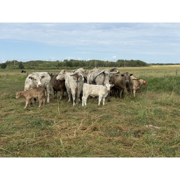 Malarky Farms - 12 Char/Char X Cow/Calf Pairs (Newdale, MB)