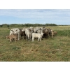 Image 1 : Malarky Farms - 12 Char/Char X Cow/Calf Pairs (Newdale, MB)