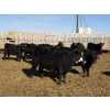 Image 9 : 9 Bar Ranch - 600# February Delivery Heifers - 30 Head (Fincastle, AB) VBP+