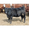 Image 7 : A&A Farms - 20 Black Replacement Heifers (Coaldale, AB)