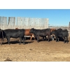 Image 4 : Hines Ranching Co. Ltd. - 1050# October Delivery Grass Heifers - 55 Head (Marwayne, AB)