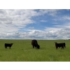 Image 7 : Sherness Farms  - 510# October Delivery Heifer Calves - 20 Head (Sheerness, AB)