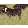 Image 7 : Pleasant Vista Farms - 675# October Delivery Steer Calves - 90 Head (Peebles, SK)