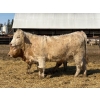 Image 3 : Brandt Boys Beef & Grain - 925# March/April Delivery Heifers - 65 Head (Tolstoi, MB)
