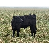 Image 13 : Matthew & Allisa Spruyt - 600# Steer Calves - 80+ Head (Tofield, AB)