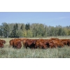 Image 1 : Cornerglen Ranching (J-J) - 12 Red Angus April/May Calving Bred Heifers (Crestomere, AB)