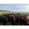 Image 12 : K6 Farms - 1000# Sept/Oct Delivery Grass Steers - 210 Head (Buck Lake, AB)