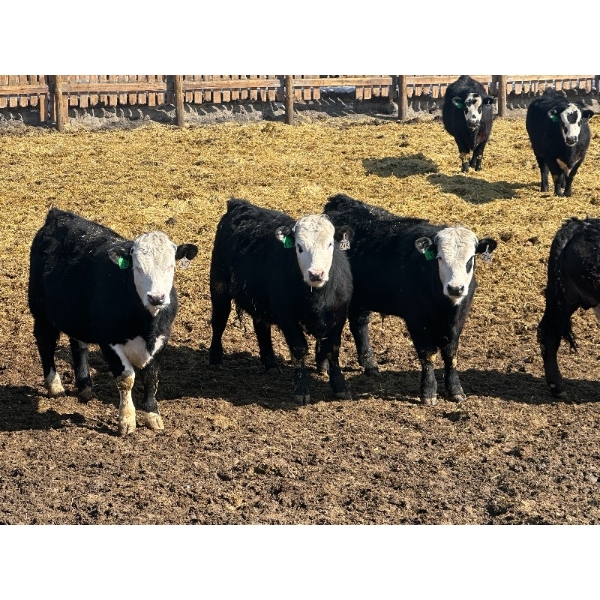 West Ridge Farms - 930# April Delivery Steers - 67 Head (Crossfield, AB)