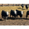 Image 1 : West Ridge Farms - 930# April Delivery Steers - 67 Head (Crossfield, AB)
