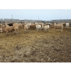 Image 6 : Ripple Rock Ranch - 740# March Delivery Steers - 70 Head (Fincastle, AB)