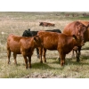 Image 5 : Wilson Grande Coulee Ranch - 600# Sept/Oct Delivery Heifer Calves - 30 Head (East Coulee, AB) VBP+
