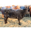 Image 11 : Hockridge Farms Ltd. - 770# March Delivery Heifers - 156 Head (Dauphin, MB)