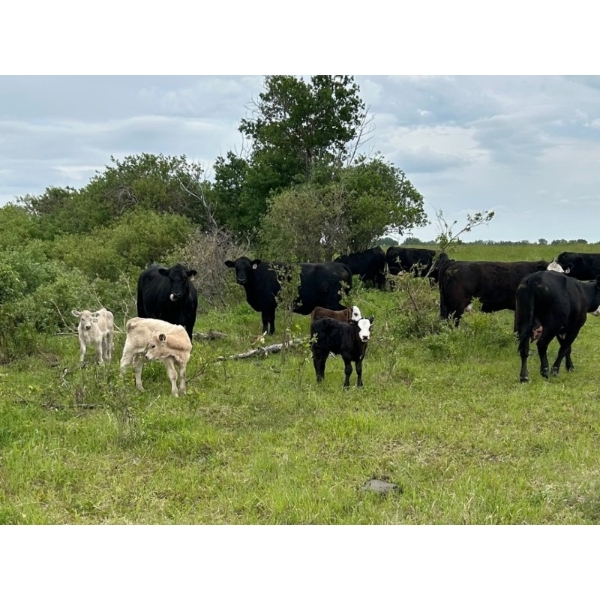 Franklin Cattle Co. - 625# December Delivery Steer Calves - 285 Head (Kipling, SK)