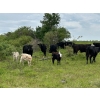 Franklin Cattle Co. - 560# December Delivery Heifer Calves - 200 Head (Kipling, SK)