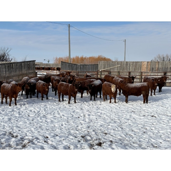 Helland Land & Cattle Co. Ltd. - 932# March/April Delivery Steers - 39 Head (Lomond, AB)
