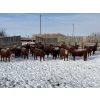 Image 1 : Helland Land & Cattle Co. Ltd. - 932# March/April Delivery Steers - 39 Head (Lomond, AB)