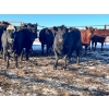 Image 3 : Woodland Farms - 1050# January Yearling Heifers - 134 Head (Keephills, AB)