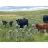 Image 11 : Dot Bar Dot Ranch - 575# November Delivery Steer Calves - 100 Head (Fox Valley, SK)