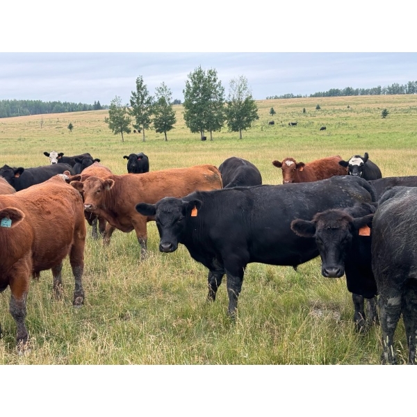 Midpoint Farms - 1025# Sept/Oct Grass Steers - 120 Head (Drayton Valley, AB)