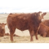 Image 7 : Sybouts Lake Farms Ltd. - 550# March Delivery Steers - 80 Head (Gladmar, SK)