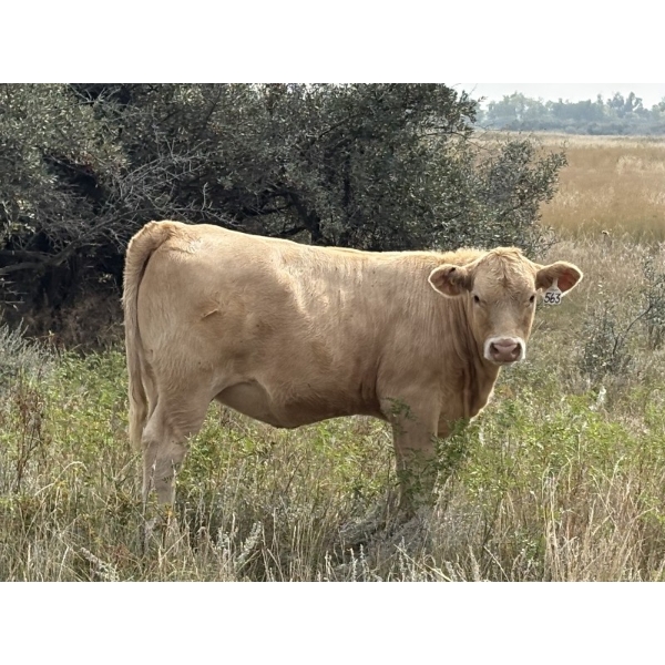 Kokay Farms Ltd. - 675# November Delivery Heifer Calves - 40 Head (Rosemary, AB)