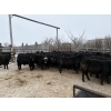 Image 12 : Rod Williams - 810# December Delivery Steer Calves - 72 Head (Crane Valley, SK)