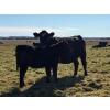 Image 8 : MG Cattle Co. Ltd. - 38 Black/BBF Simm/Angus X April/May Calving 2nd Calvers (Sangudo, AB)
