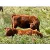 Image 8 : Wilson Grande Coulee Ranch - 600# Sept/Oct Delivery Heifer Calves - 30 Head (East Coulee, AB) VBP+